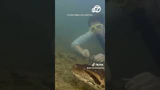 Scientists discover 26footlong anaconda in Brazilian Amazon [upl. by Mellie]