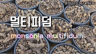 멀티피덤 monsonia multifidum [upl. by Siurad879]