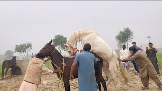 Horse First Time Meeting in Village life [upl. by Honeywell818]