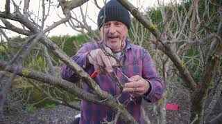 How To Prune A Plum Tree [upl. by Arramahs]