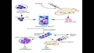 Polyclonal antibodies and monoclonal antibodies  define production advantages disadvantages 😊 [upl. by Gerrit]