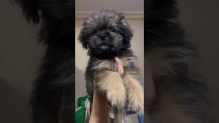 Cute puppy 🥰 pomshi pomchi viralvideo shorts cutepuppy [upl. by Isyed]