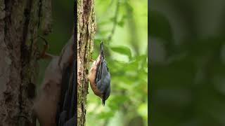 Eurasian Nuthatch shorts [upl. by Aem880]