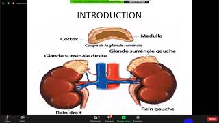 Glande surrénale rappel physiologique histologie plus exploration 😍meilleure explication Dr HARBI😍 [upl. by Trace627]