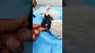 Rabbit growth  Baby animals 1 To 15 Days [upl. by Home]