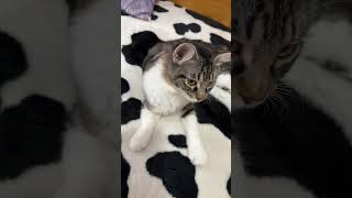 This Kitten Isn’t In The Mood To Talkcat kittenrescue rescuekitty cutecat cute savekittens [upl. by Coop964]