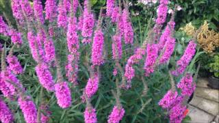 lythrum Plant Pond Plant In bloom Help care propagation [upl. by Naneek57]