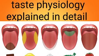 taste physiology in detailphysiology lecture 15 [upl. by Hsilgne]