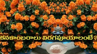 How To Get More Blooms in Crossandra PlantKanakambaram mokkalu crossandra kanakambaram flowers [upl. by Ramey]