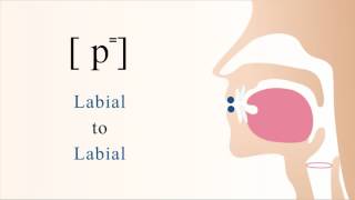 p⁼  unvoiced unaspirated bilabial stop [upl. by Sayers877]