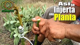 🌱MIRA COMO INJERTAR UNA PLANTA Paso a Paso [upl. by Anahsek]