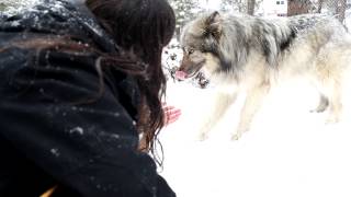 Shawn James Playing with Rajan The Wolf [upl. by Eldora884]