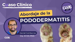 Pododermatitis Plasmocitaria en Gatos 🐈 para Veterinarios abordaje protocolo y diagnóstico [upl. by Ahern]