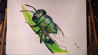 Miniature Wasp Time Lapse Drawing [upl. by Mariano]