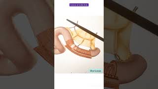 Mesenterio Anatomía 3D [upl. by Houser]