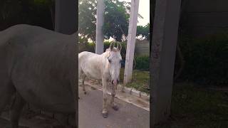 Horse Ride 🙉🙉 hobbledown Hounslow shorts viralshorts ytshorts fyp themepark amusementpark [upl. by Zahc35]