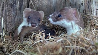 Stoat Family Fun in New Home  Weasels amp Stoats  Robert E Fuller [upl. by Nojed]