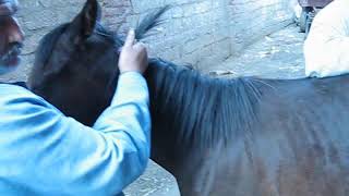 Fracture of an Arabians foal tibia 🐎 🐴 Fratura na perna de um cavalo 🐎 🐴 घोड़े का पैर फ्रैक्चर [upl. by Winton]