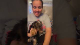 Dewormer 2 yorkiesofyoutube KOKO KILO begginbacon sundayfunday😁 [upl. by Niaz683]