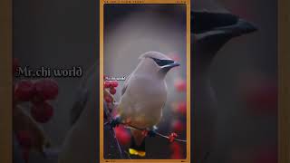 दारू 🍻 पीने वाली पक्षी 🐦😳  cedar waxwing viral shorts [upl. by Rianon399]