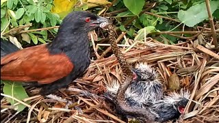 Greater coucal Birds try to pull the snake out [upl. by Farron]