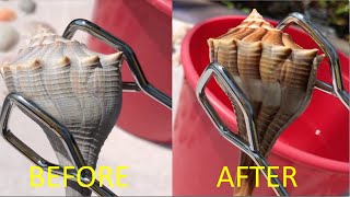 Muriatic Acid Shell Cleaning What happens to shells cleaned with acid Tons of before amp after [upl. by Esilehs]