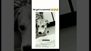 Bro got scammed 😭😅😅😅😅🤣fypシ゚viral funnyvideo funny foryourpage fyp [upl. by Ainak]