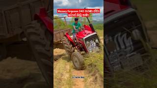 Massey ferguson 240 😍🥰 පරණ උනත් තාමත් බඩු සුපිරියක් තමා 😎 tractor shorts srilanka viralvideo [upl. by Eeznyl]