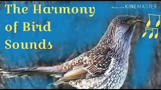 The Harmony of Bird Sounds  Egyptian plover Pluvianus aegyptius [upl. by Haelam527]