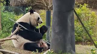 An eating giant panda [upl. by Tawney]