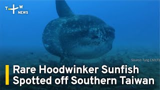 Rare Hoodwinker Sunfish Spotted off Southern Taiwan  TaiwanPlus [upl. by Peder]