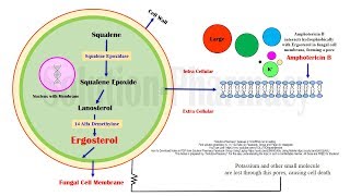 Amphotericin B Mechanism of Action  Amphotericin B Antifungal Medicines in Black Fungus Disease [upl. by Innek887]