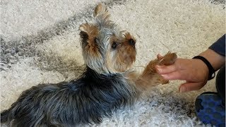 Teaching a Yorkie Puppy Tricks [upl. by Reyotal]