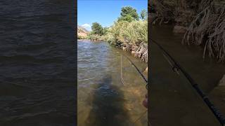 Brown Trout Eats Hopper Topwater Fly Fishing fishing flyfishing dryflyfishing [upl. by Isacco555]