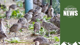 DEFRA muddle over gamebird release – Fieldsports News 31 May 2023 [upl. by Lilla]