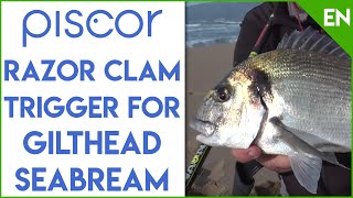 Razor Clam Trigger for Gilthead Seabream Surfcasting Fishing [upl. by Arah]