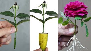 Surprised By This Rose Propagation Method [upl. by Fitzpatrick]