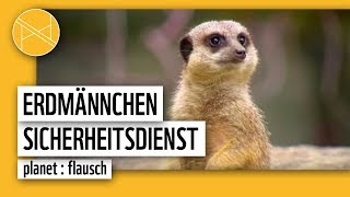 Erdmännchen Sicherheitsdienst  Wer passt auf  planet  flausch  planet panda [upl. by Aiuqal308]