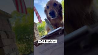 My dog became HOA President dog goldenretriever [upl. by Ahsilyt]