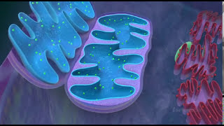 Mitochondria  the powerhouse of the cell  3D animated [upl. by Dowell]