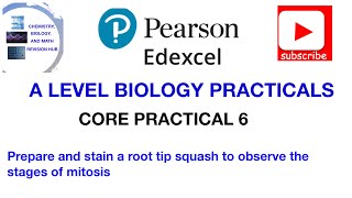 Observing the stages of mitosis  Core practical 6 [upl. by Jankey]