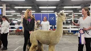 2023 Alpaca Ontario Halter Show at the Royal [upl. by Birkle]