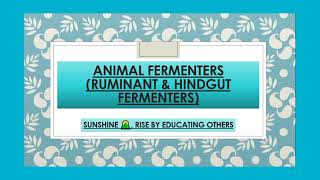 Ruminant Foregut and Hindgut Fermenters  Animal Fermenters [upl. by Sindee110]