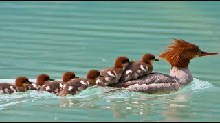 Nine Speedy Ducklings  Merganser Goosander baby ducks with mom [upl. by Ynoble]