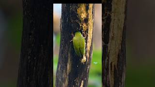 Coppersmith barbet wildbirdlife nature colourfulbirds birdslover cutebirds [upl. by Leaw]