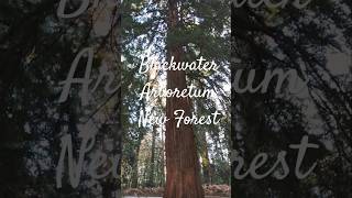 📍Blackwater Arboretum 🌲blackwaterarboretum nationaltreeweek nt nature woodlands woodlandtrust [upl. by Kir]