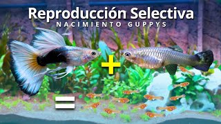 ¿Cómo Cruzar Peces Guppys Desde Cero  TUTORIAL [upl. by Lerud]