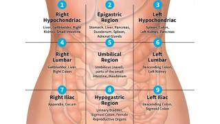 QUADRANTS AND REGIONS OF ABDOMEN  NURSING KNOWLEDGE [upl. by Willyt]