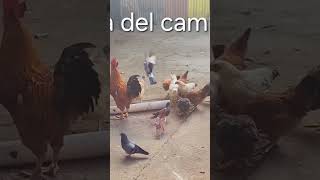 A Me encanta la vida del Campo para criar pollos jajjaajajajaj reelsfypシ video videoviral virals [upl. by Marilla]