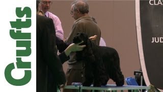 Crufts 2012  Spaniel Cocker Best of Breed [upl. by Best]